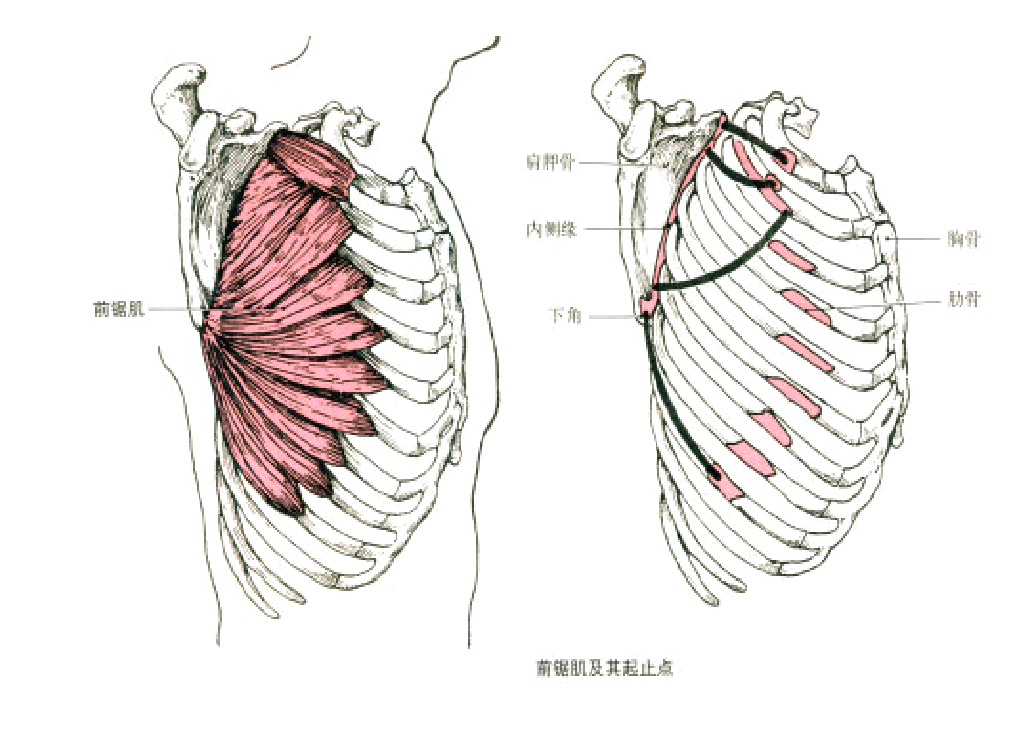 图五:前锯肌 起点:上位8或9根肋骨的外面 止点;肩胛骨内侧缘的肋面