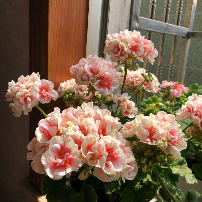 养天竺葵,学会3招,生机勃勃,开花旺