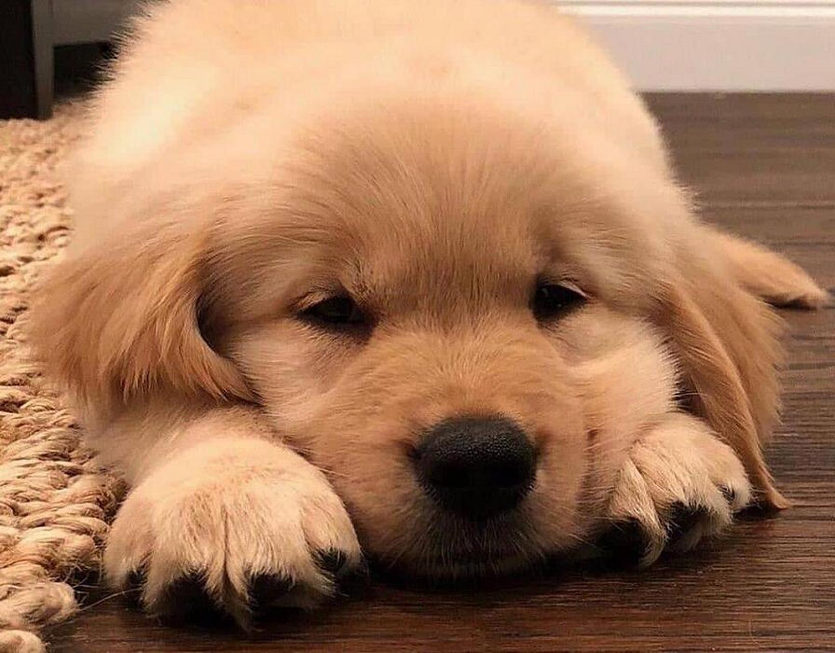 狗狗委屈的时候太可爱了,哈哈哈哈