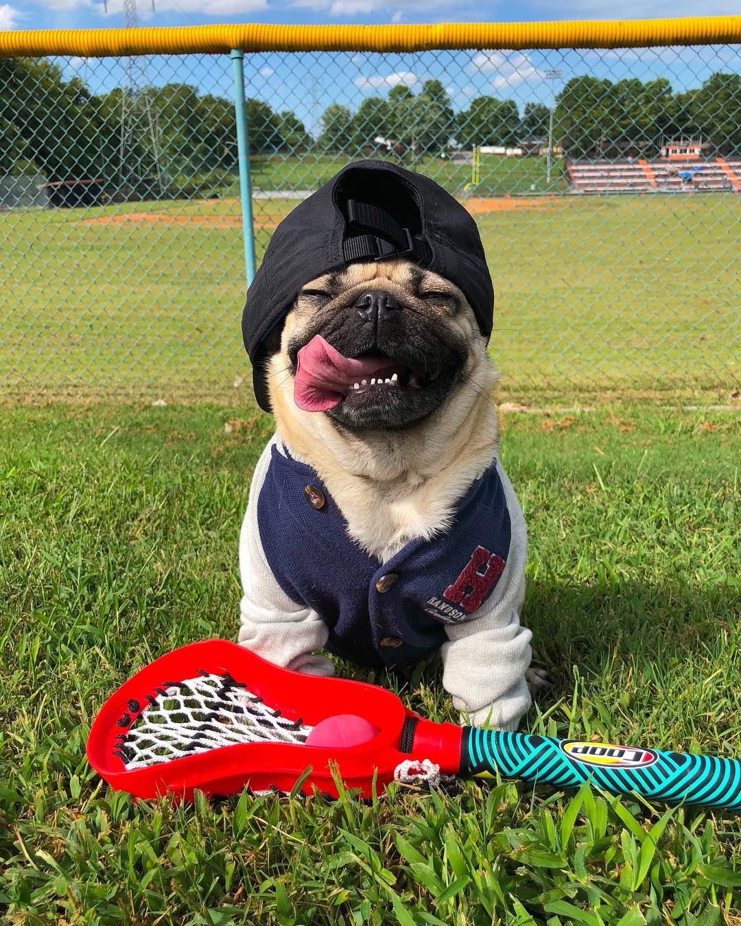 巴哥犬天生自带萌点,长相丑萌还一脸苦逼!