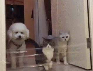 谁说狗的智商不如猫!面对主人的考验,比熊略施小计食物自动奉上