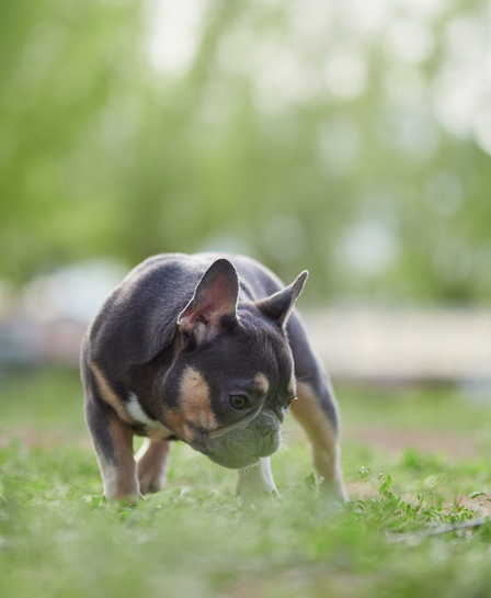 法国斗牛犬是个小可爱,能逗你开心,能帮你保护家人