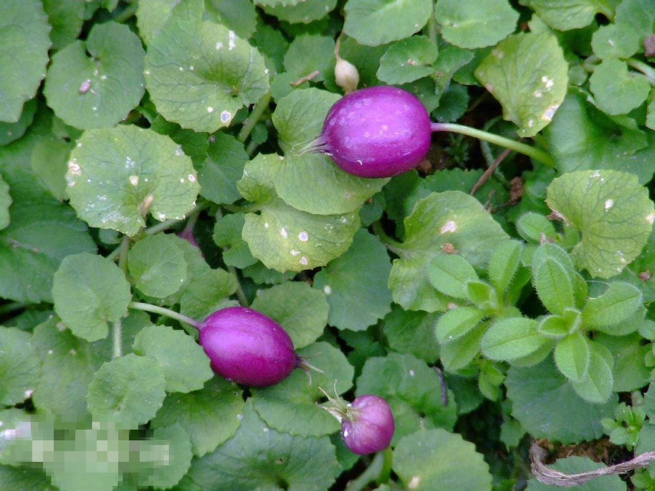 这种野草结的紫色果实,长得好看且味道好,回村有机会可以尝尝