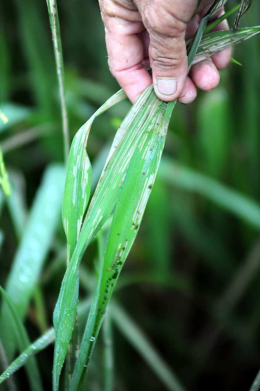 水稻黄叶病的最佳治疗方法有以下几种:  1.