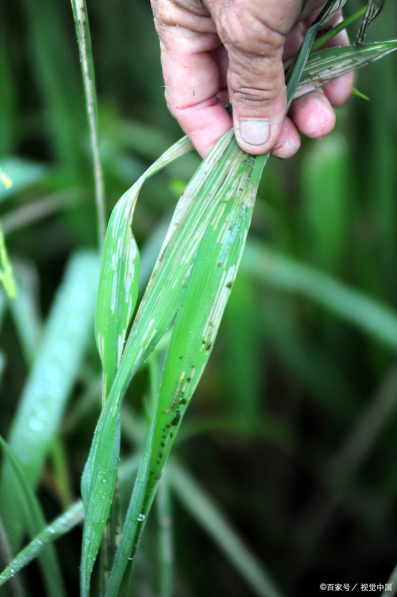 水稻除虫 - 2020年最新商品信息聚合专区 - 百度爱采购