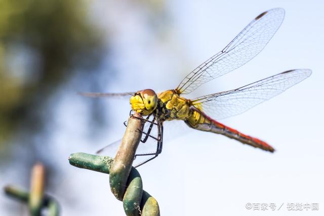 蜻蜓是比较常见的一种动物,那么它是吃什么食物长大的呢?