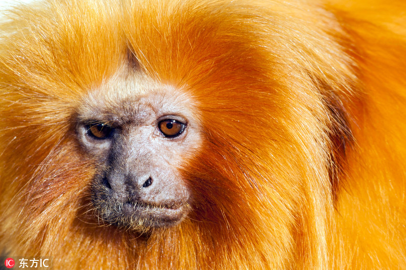 可爱金狮狨上线当摄影师 脑袋钻进遮光罩