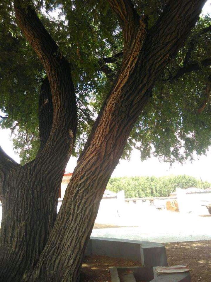 百度爱采购首页 商品专题_榆木木材榆树也叫白榆,家榆,钱榆等,是榆科