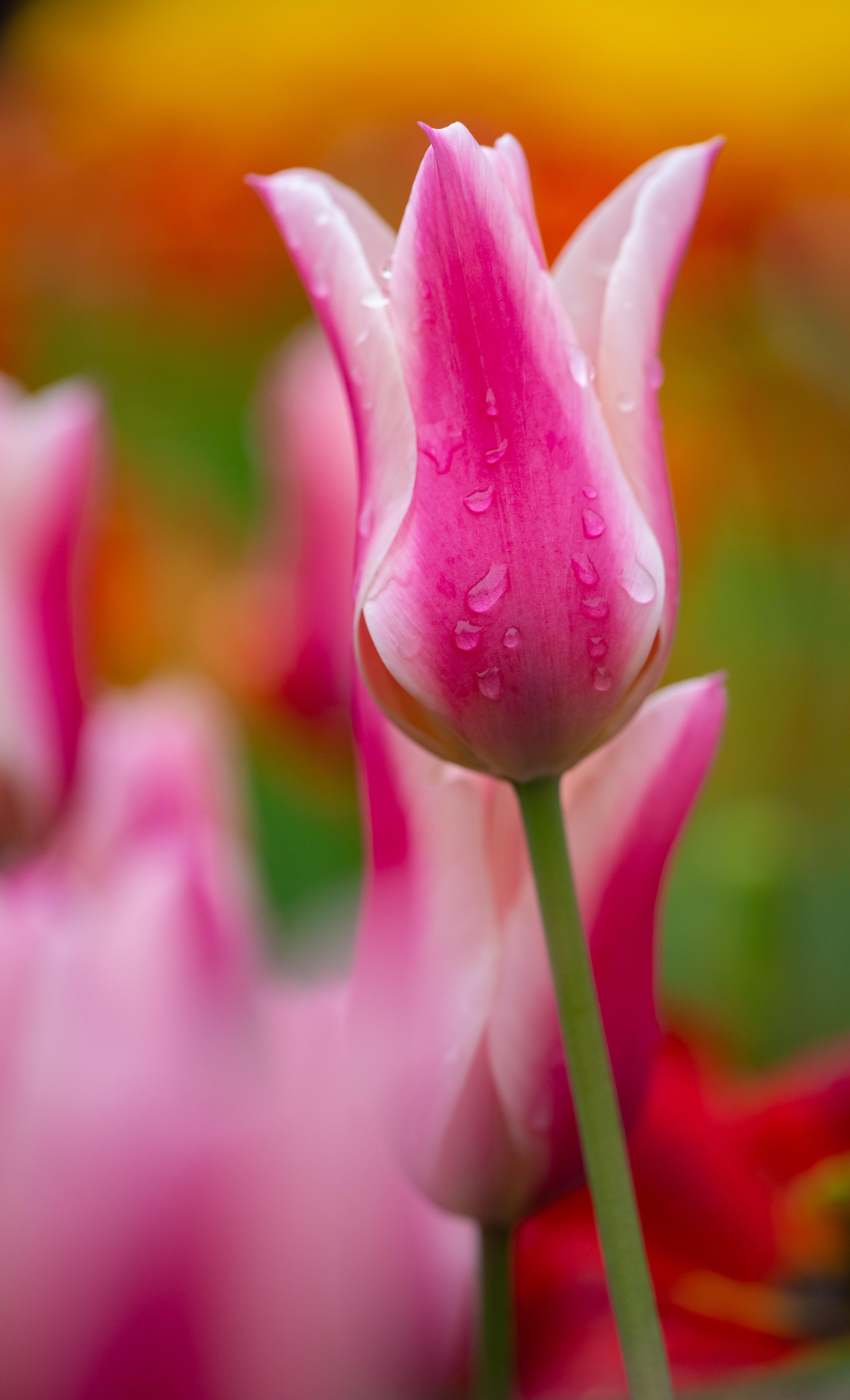 正月去园博苑看迷人的郁金香花海