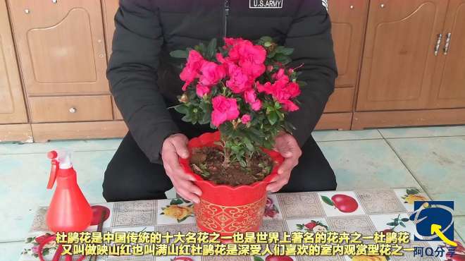 [图]杜鹃花开花量大，花朵艳丽，杜鹃花如何养护？