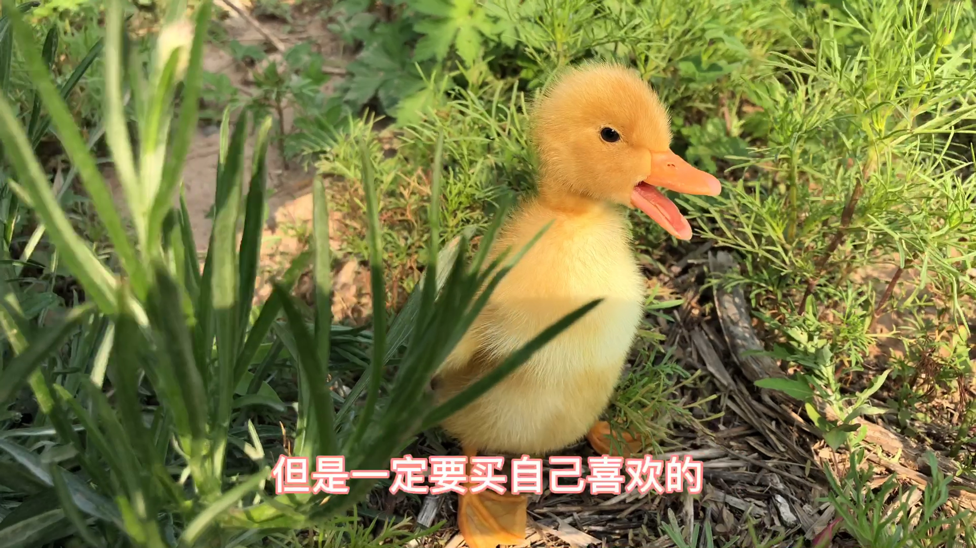 地摊上买的小黄鸭超级呆萌，一点也不输网红柯尔鸭，还特别便宜哦