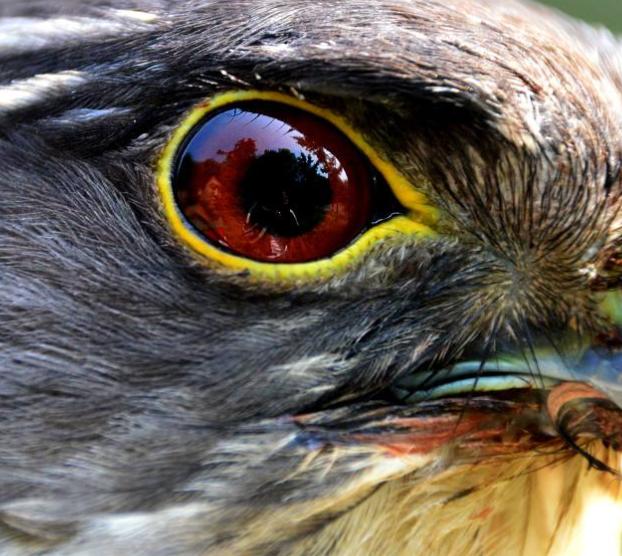心理测试:凭直觉选出鹰的眼睛,测一测你周围的贵人是谁