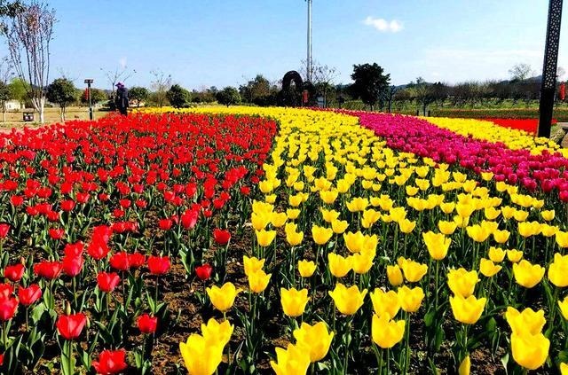 南充順慶錦繡田園春季花海節3月18日正式開園啦