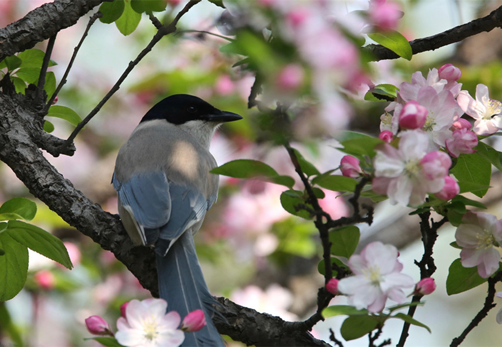 花与鸟的春天,莺歌燕舞,鸟语花香