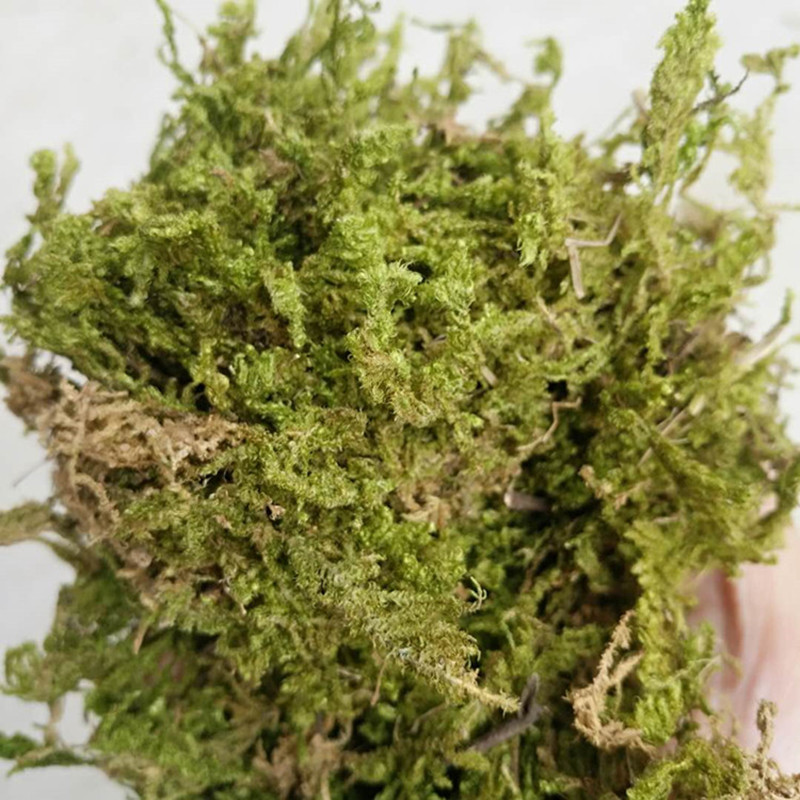 多肉新玩法,动手diy棒棒糖多肉,可爱!