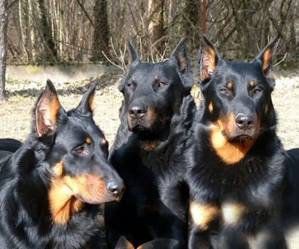法国狼犬你们听说过吗?
