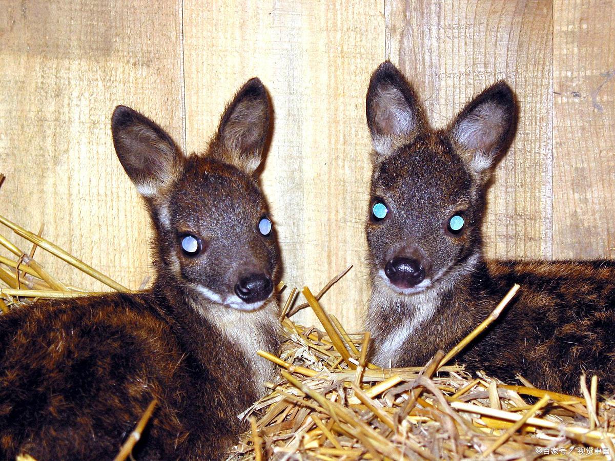 可爱的麝,却让孕妇远离