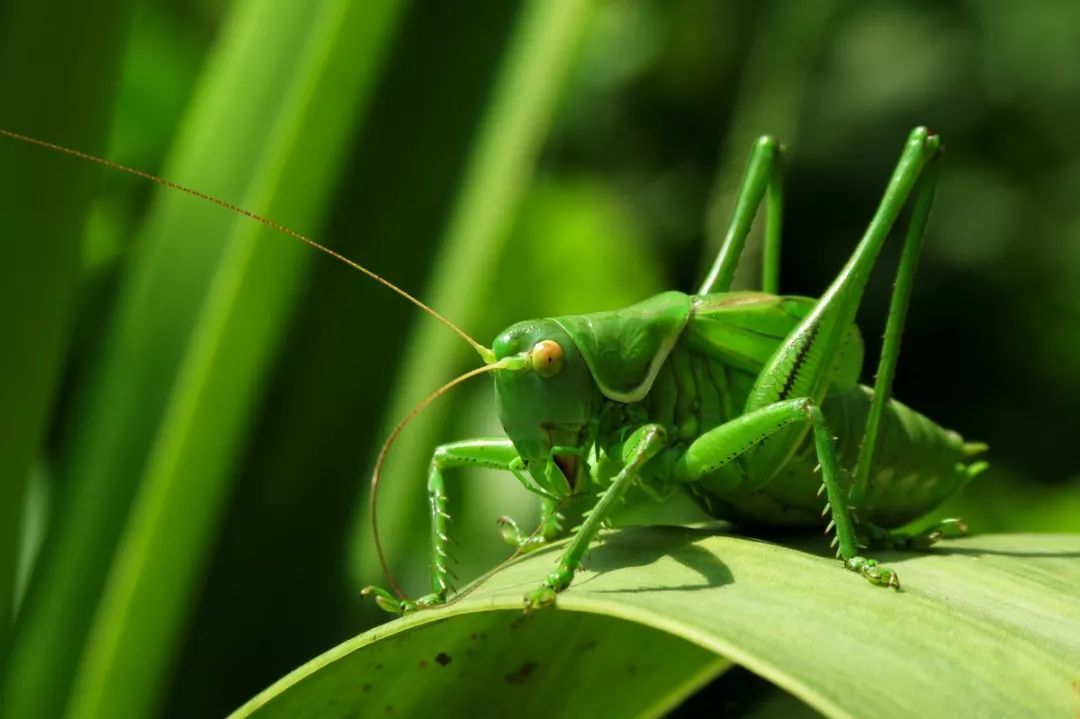 鼠年最专业"蝈蝈"的历史