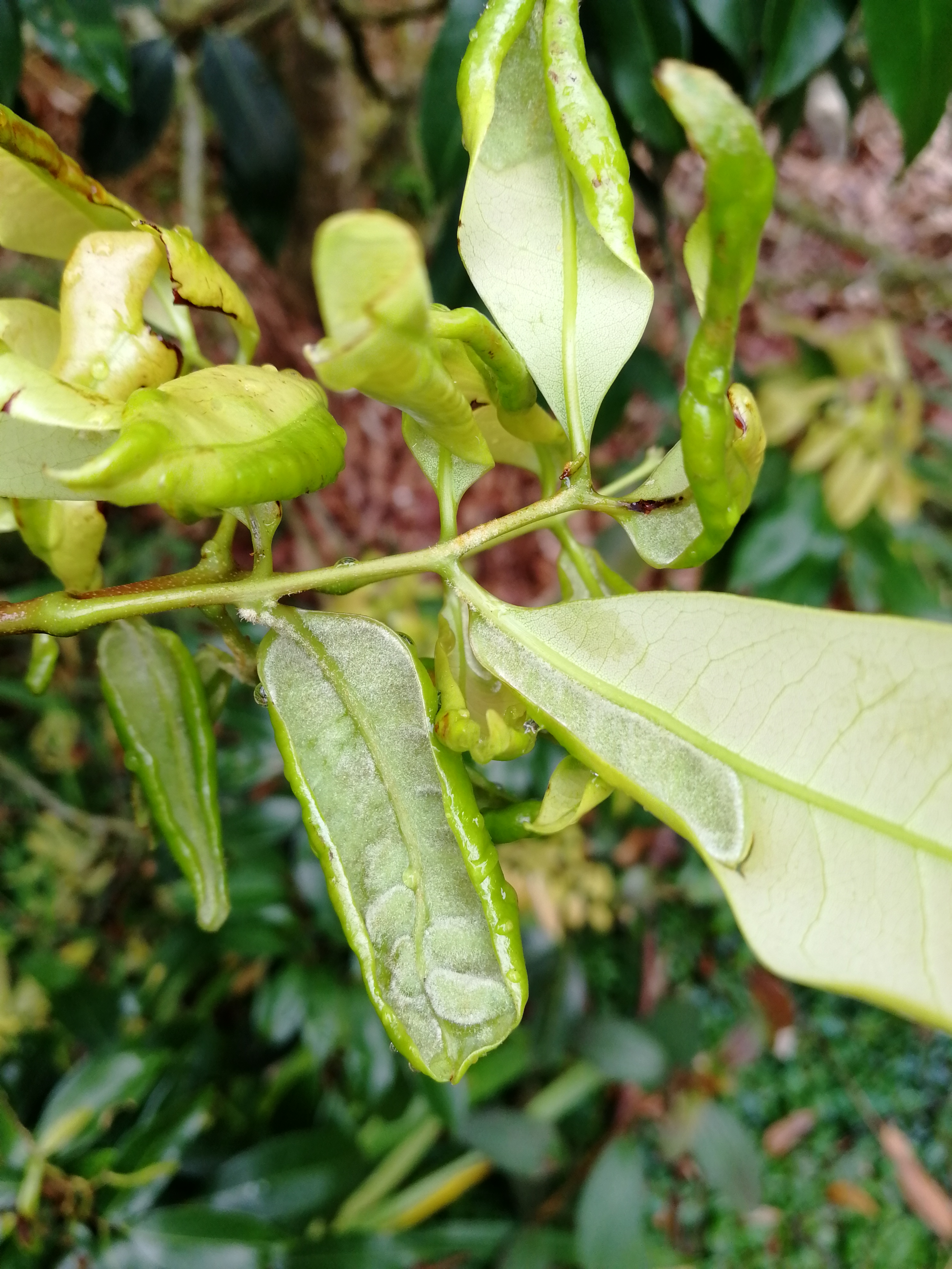 荔枝叶子毛茸茸是怎么回事?其实是瘿螨引起的虫害,也叫毛毡病
