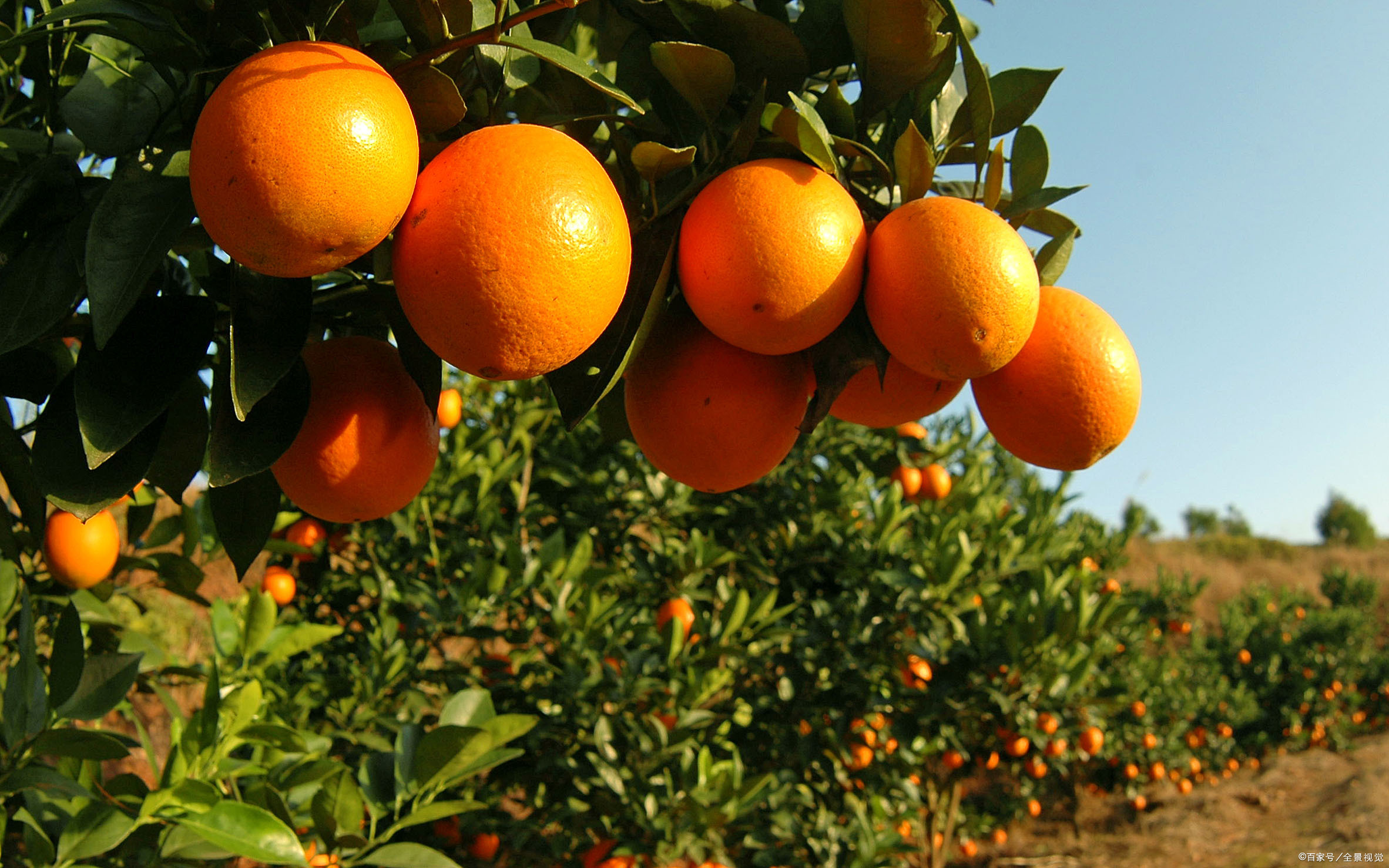 脐橙脐橙汁 - 热门商品专区