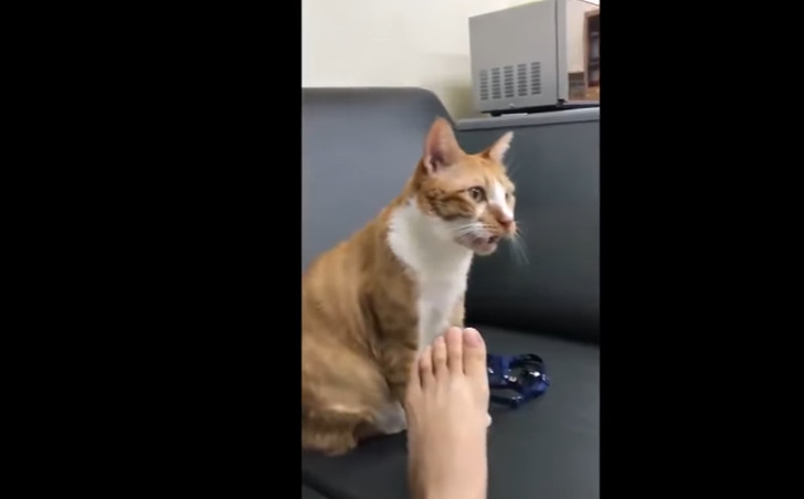 猫咪闻主人脚,露出惊呆的表情:"这不是小鱼干的味道"