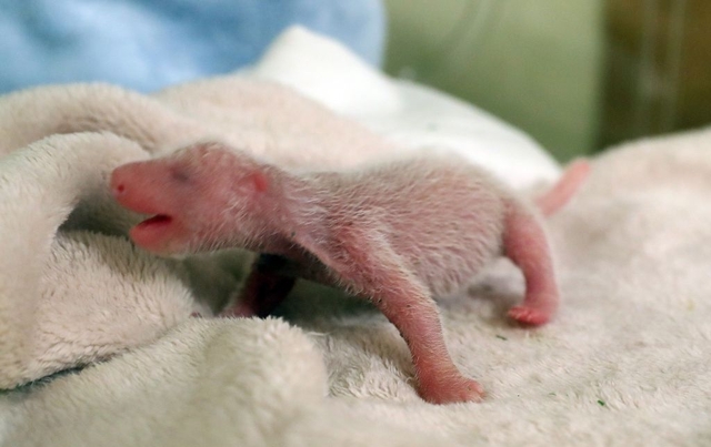 在法国出生的熊猫宝宝圆梦 公布成长各阶段萌照