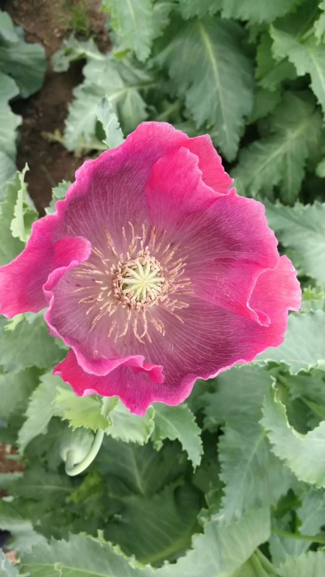 靖江这个地方竟有成片罂粟花!真相让人惊呆