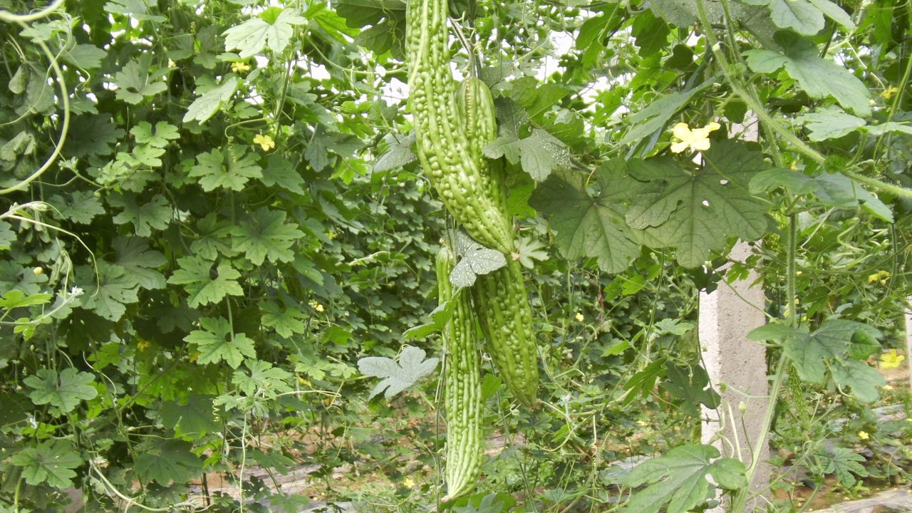 冬季苦瓜种植注意好这六个方面即可