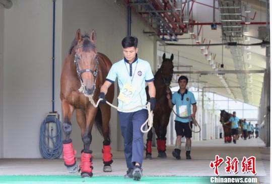 香港马会首批21匹现役马进驻广州从化马场