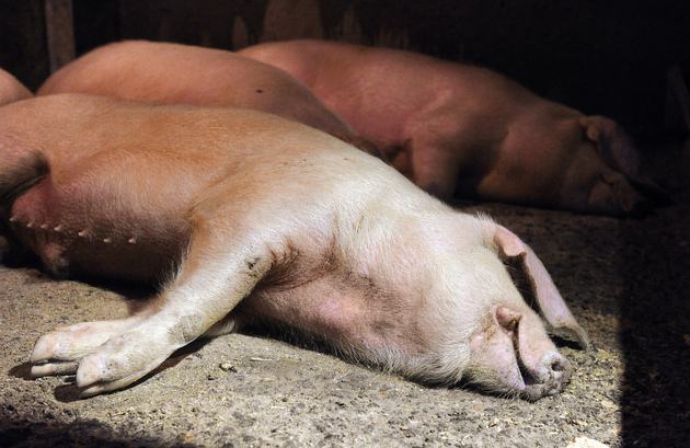 今冬农村缘何出现萝卜猪