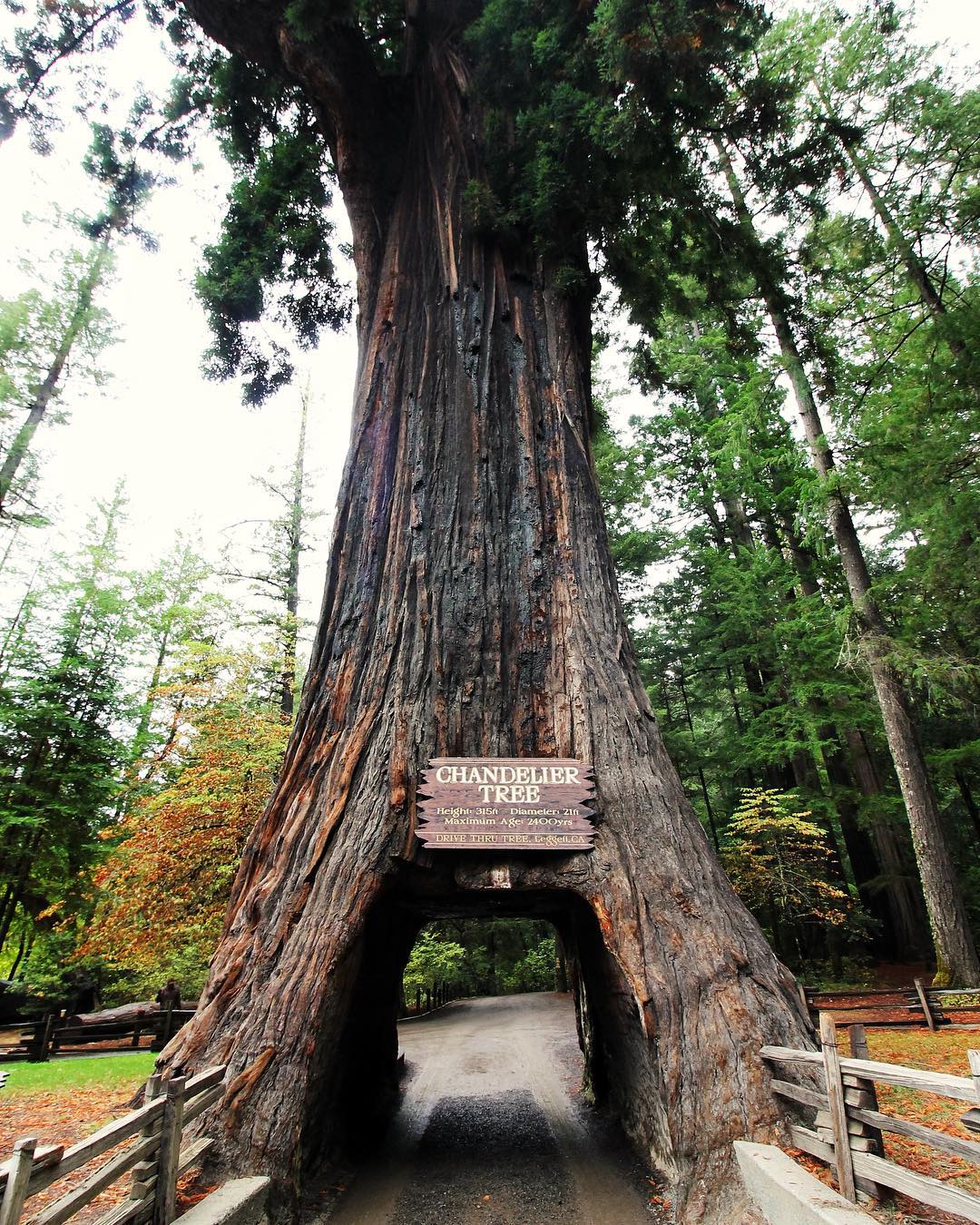 路上开车被树挡道,20年驾龄老司机被解救后说了7个字