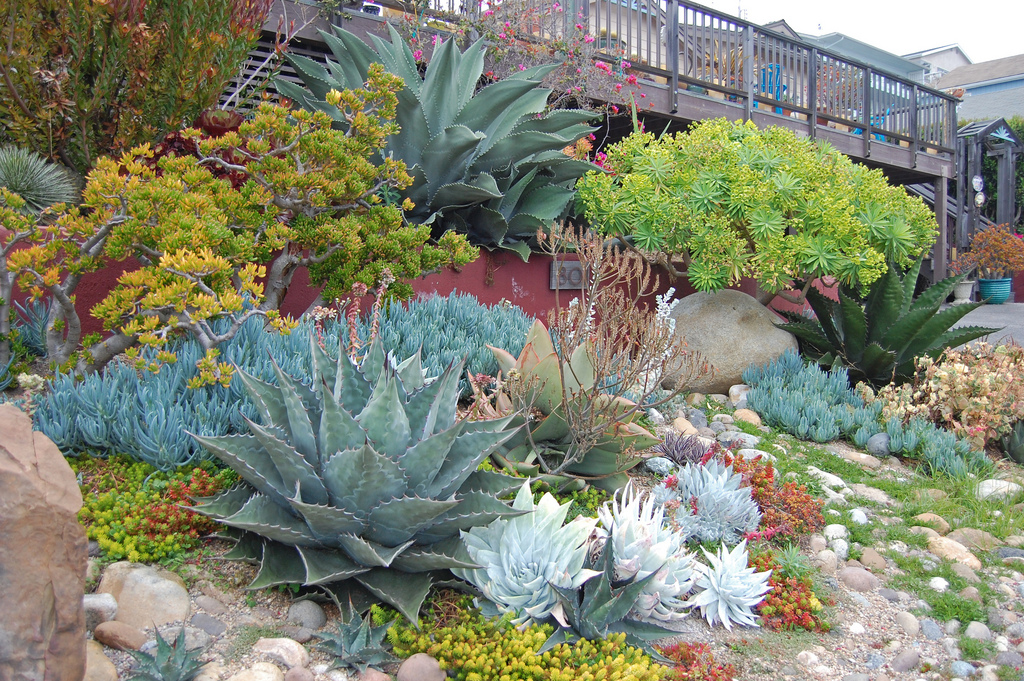 墨西哥高原,国外野生多肉植物的天堂