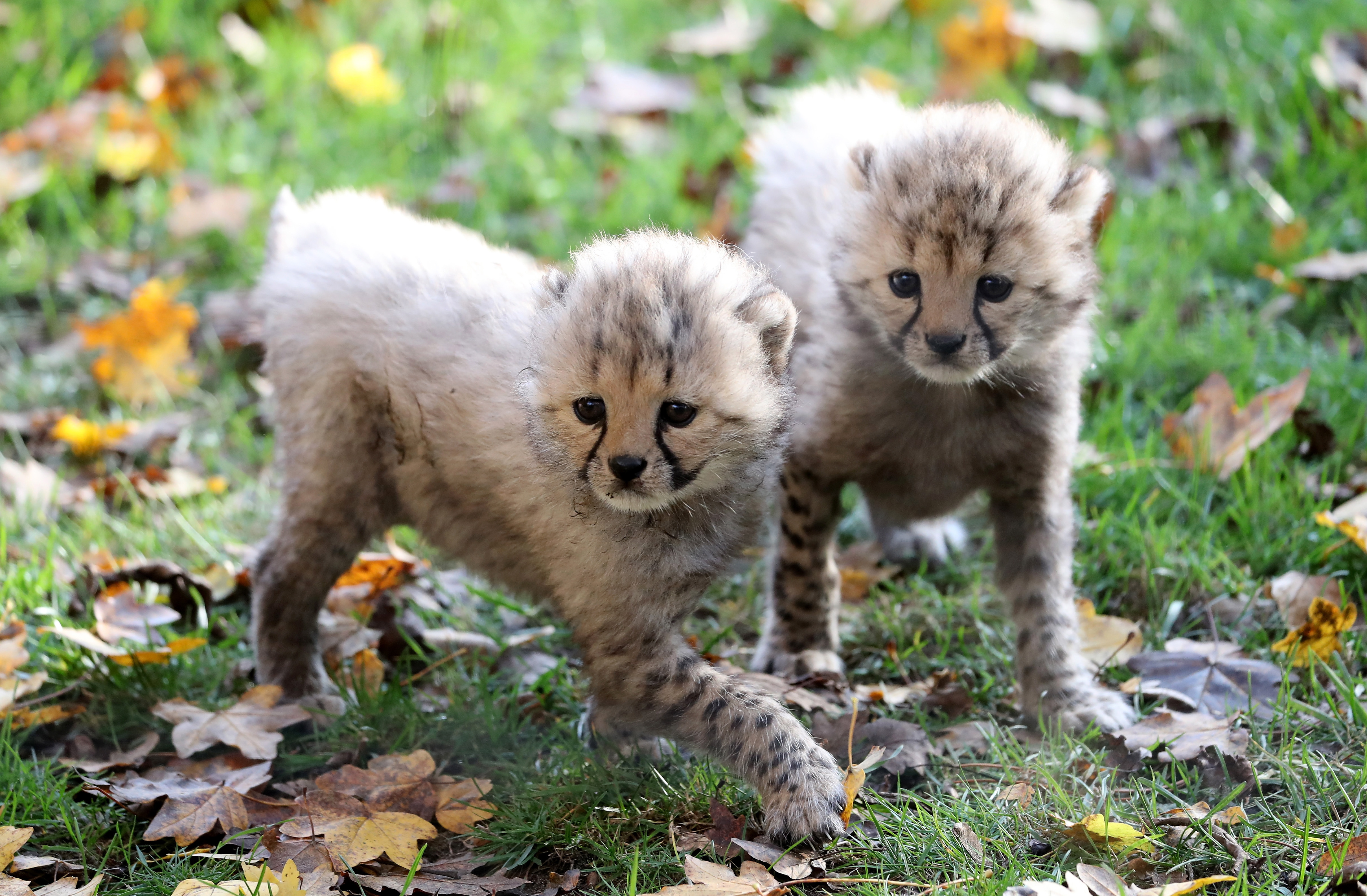 三胞胎猎豹幼崽