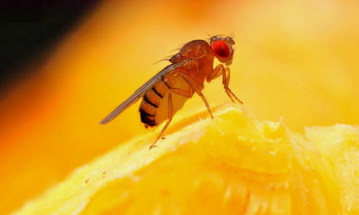 睡眠是必要的吗?科学家发现雄性果蝇可以一辈子不睡觉