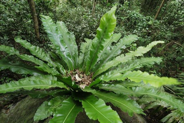 園林工程植物讀本系列二十六——鳥巢蕨:四季常綠保吉祥