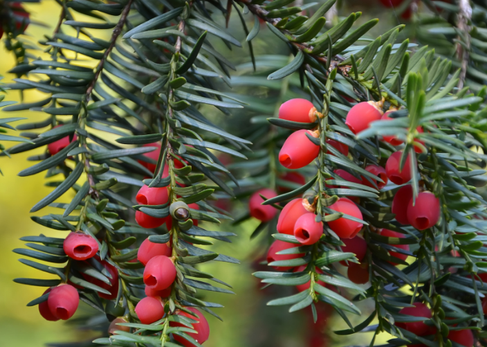 盆栽紫杉宜在春秋两季进行栽培时,要用自己培养的肥沃土壤