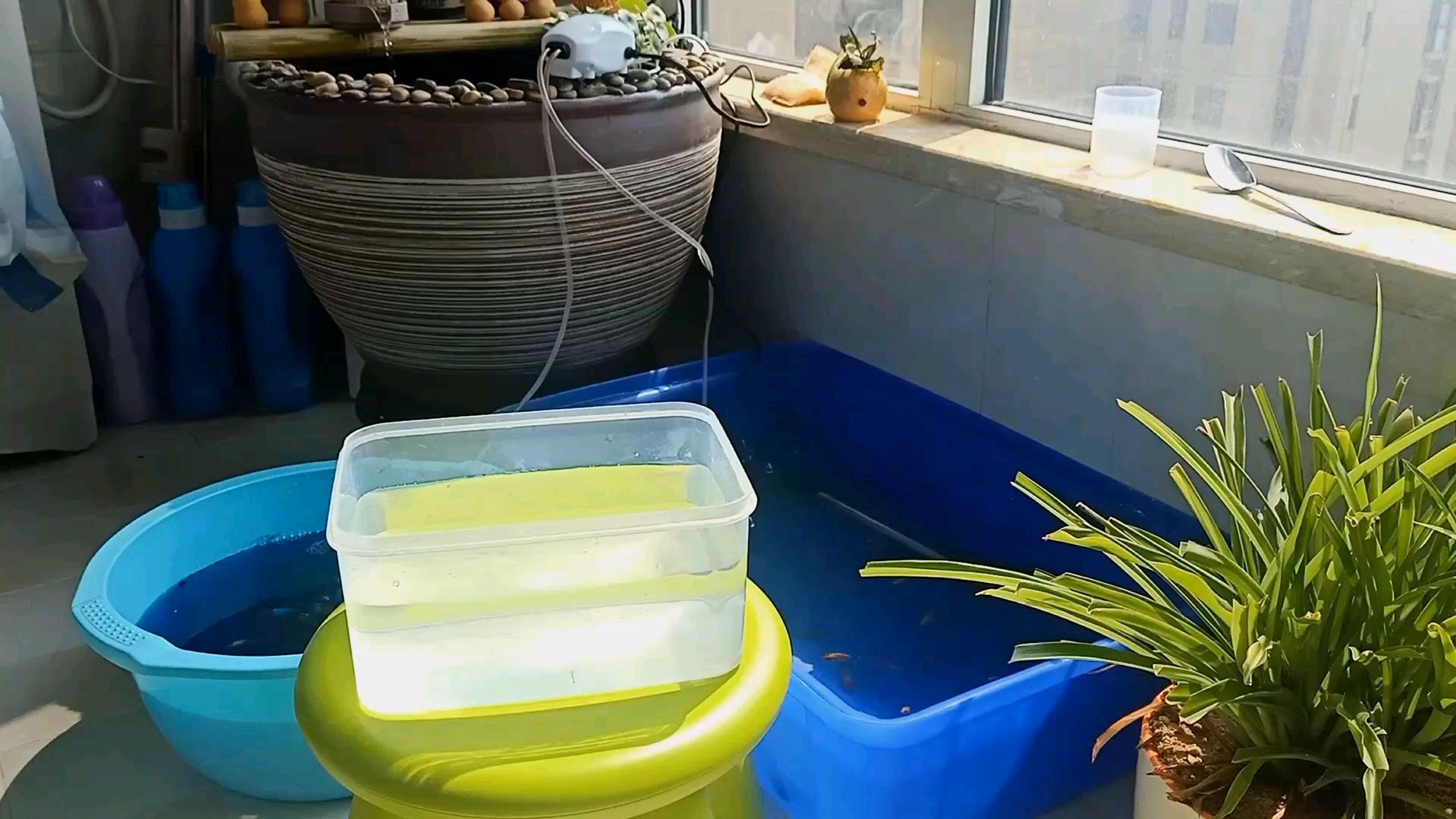水族专用神药黄粉,为什么到了你的手里就治不好鱼的病呢