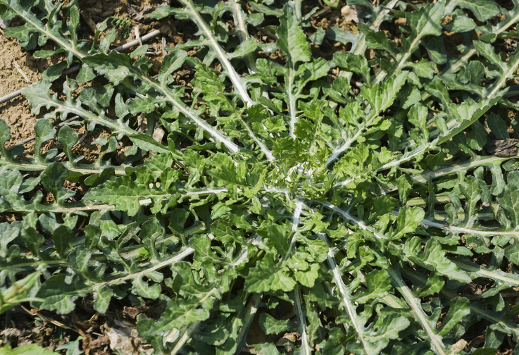 泥胡菜具有清热解毒,消肿散结功效!