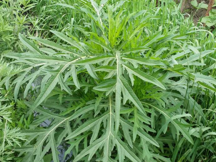 河边一种草,长得比人高,却能卖15元一斤,还是民间"降压良药"