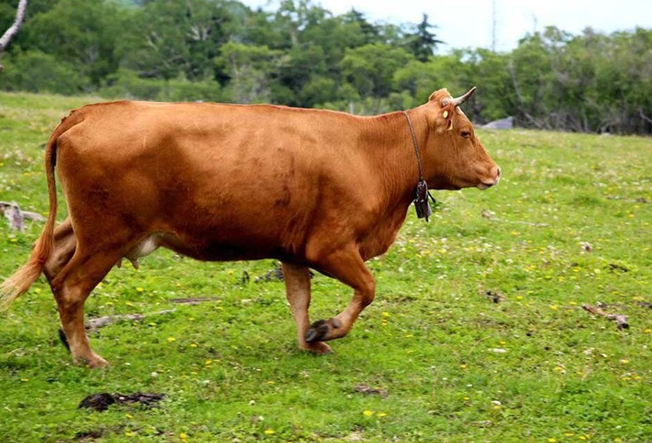 春季养殖秦川牛应该注意哪些问题?其中三点很重要,新手必知