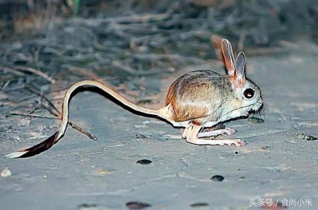 五大"牢底坐穿兽"谁见过三个我吃翔!专家:看到它们赶紧跑!