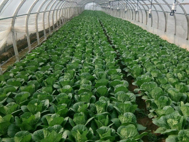 种植娃娃菜,如何做到高产,这是有实用技巧的