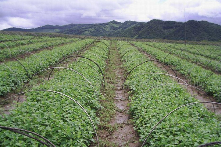 种植贝母 - 2020年最新商品信息聚合专区 - 百度爱采购