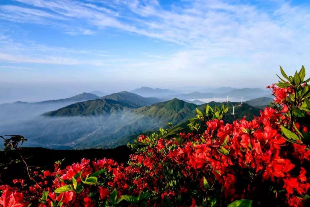 春天压轴大戏,铜鼓千年杜鹃花王"怒放"大沩山!