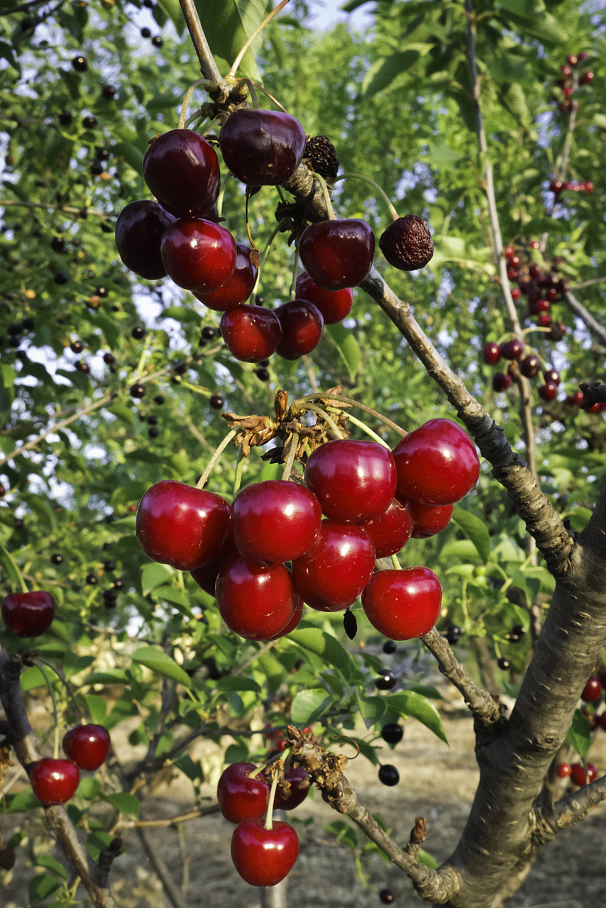 针叶樱桃是一种独特而美丽的植物,其维c含量极高,被称为"维c之王".