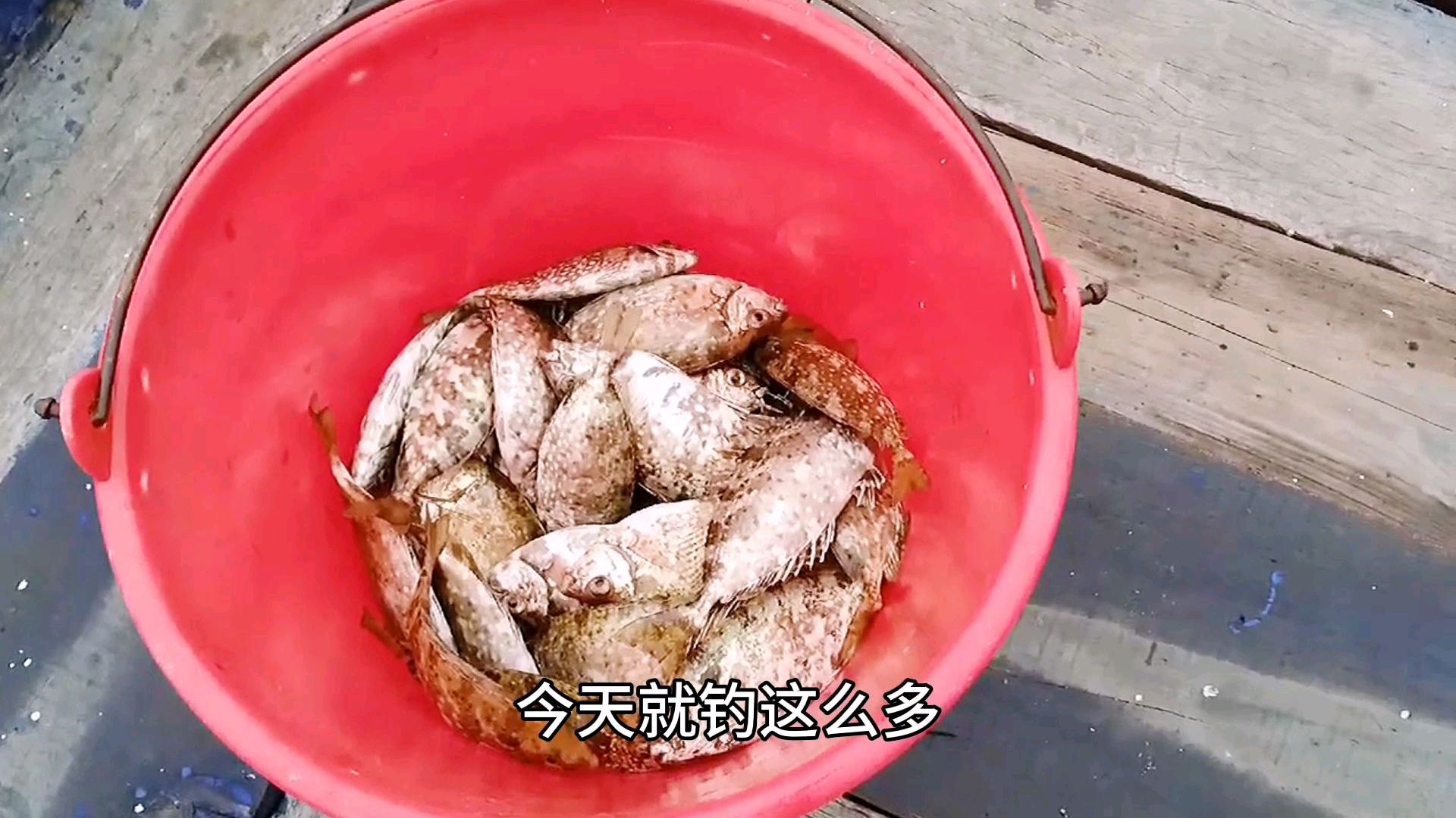 钓了点鱼,煮一道闽南的酱油水鱼,味道鲜美