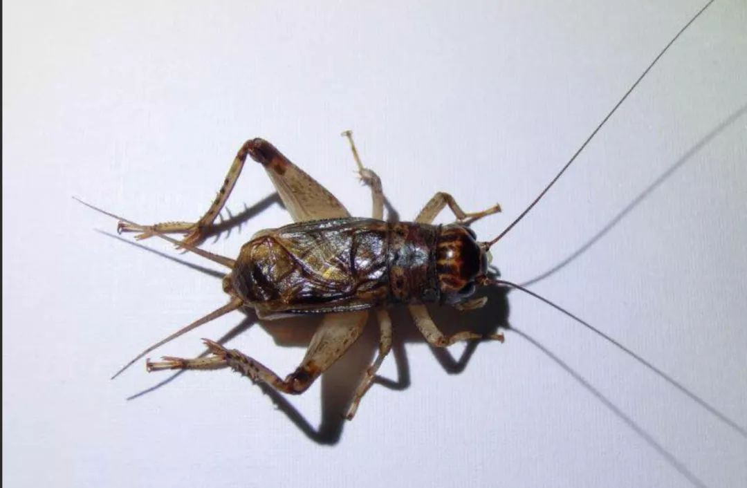 蟋蟀鉴赏:津京对抗300组上风