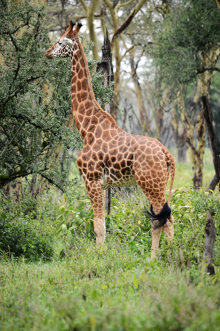 长颈鹿为什么脖子很长脑筋急转弯为什么在线 长颈鹿为什么脖子很长脑筋急转弯为什么在线
