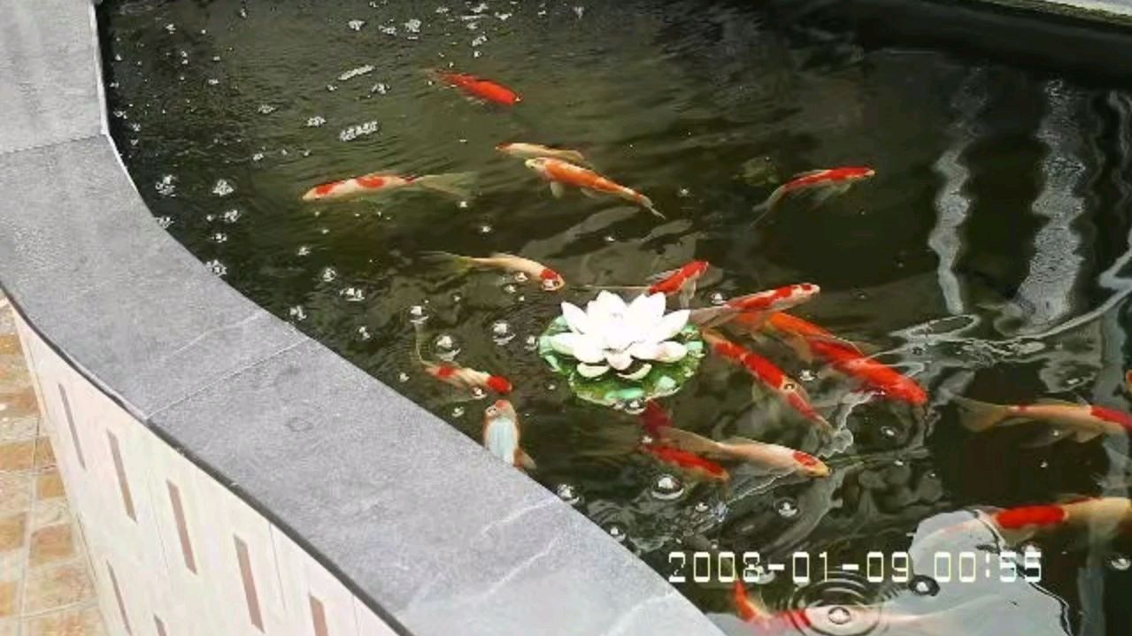 自建庭院鱼池的过滤系统,打造完美鱼池,必备因素