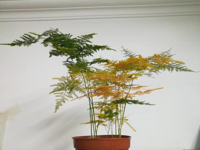 文竹黄叶又枯黄,都是"肥料"缺了,来点"兔粪肥"蹭蹭冒新枝